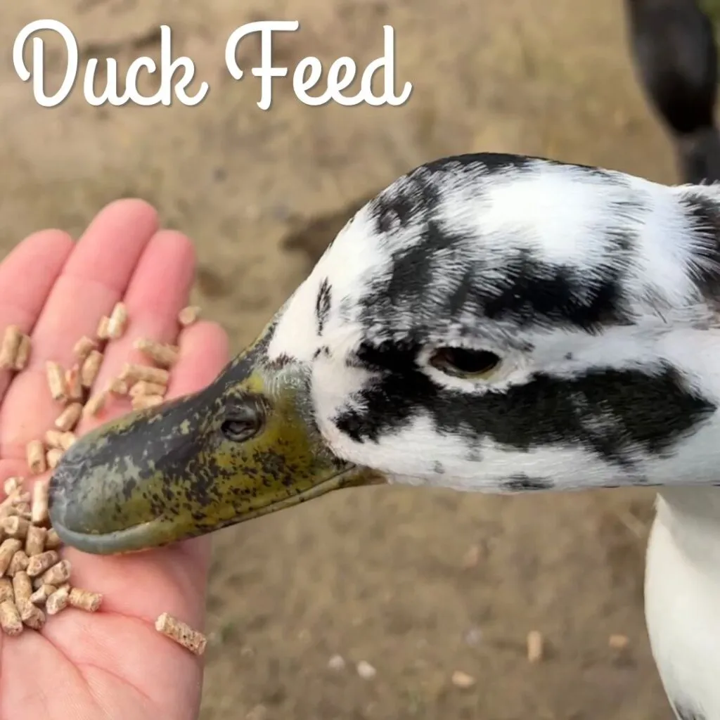 Duck Feeding
