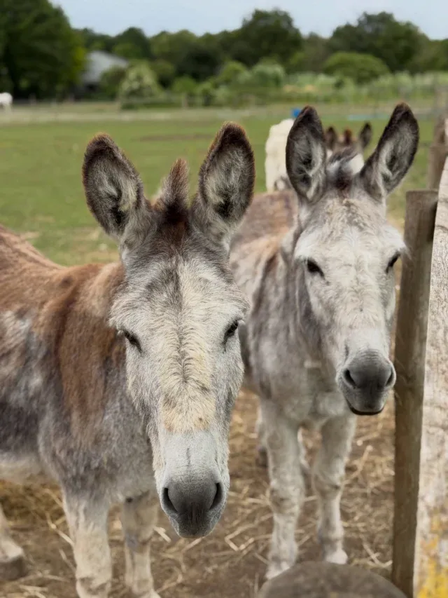 Lenny & Martha would like to remind you that… KIDS GO FREE! 🫏💛

Every weekday during term time, you can bring up to TWO children FREE with every paying adult when you arrive before 3pm! 🙌

Perfect for a quieter farm day with your little ones. Come and say hello to Lenny & Martha, meet the rest of our animals, burn off some energy in the play areas and make a day of it. 🐷🐐🐮

📅 Monday–Friday during term time
⏰ Arrive before 3pm
🎟️ Up to 2 children FREE per paying adult
☕ And remember, our café is open too!

Who are you bringing for a farm day? 👇

T&Cs apply. Offer runs until Friday 16th October.

#wiltshire #salisbury #familydaysout #toddlerdaysout #wiltshirefamilies