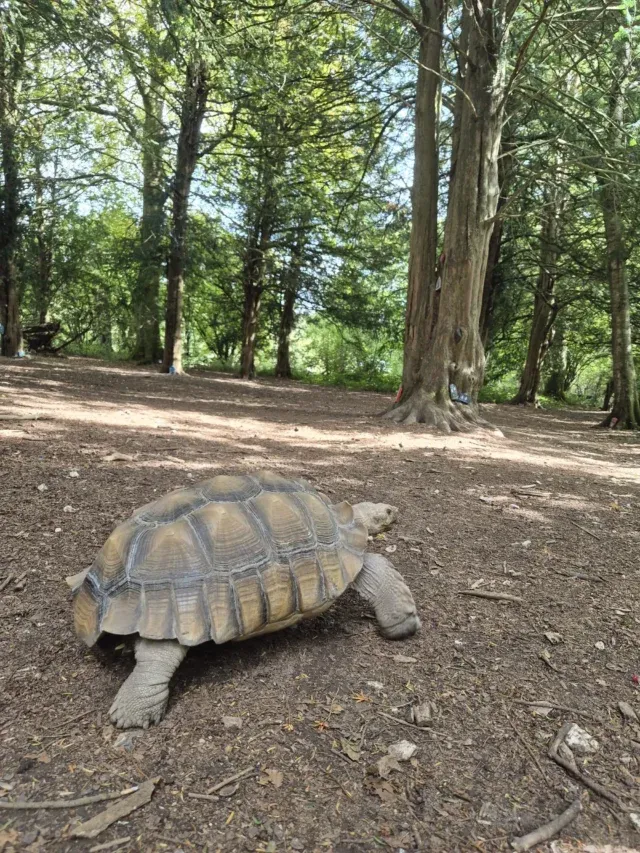 Frank’s off looking for fairies in our fairy village in the woods!

Have you explored our fairy village yet? 

Doors all thanks to @bandts_creations 🧚‍♀️🧚🧚‍♂️

#fairyvillage #tortoise #frankthetortoise