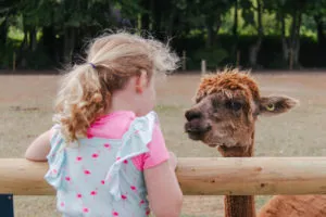 children's party with Alpacas